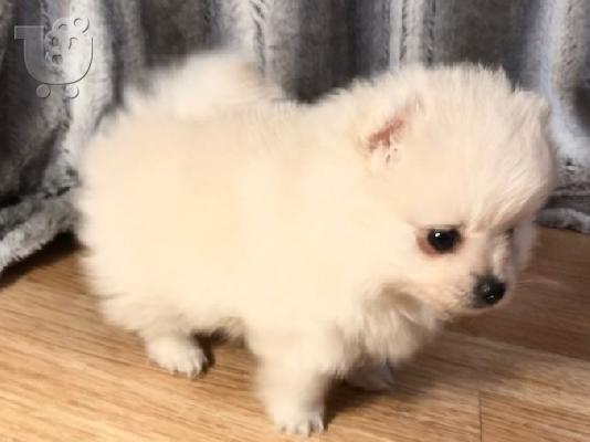 Πώληση Pomeranian σκύλοι και κουτάβια